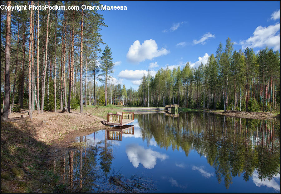 Land, Marsh, Outdoors, Swamp, Water, Plant, Tree