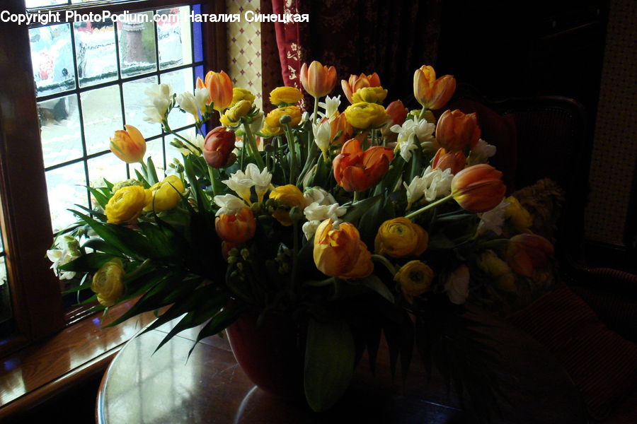 Plant, Potted Plant, Blossom, Flora, Flower, Tulip, Floral Design