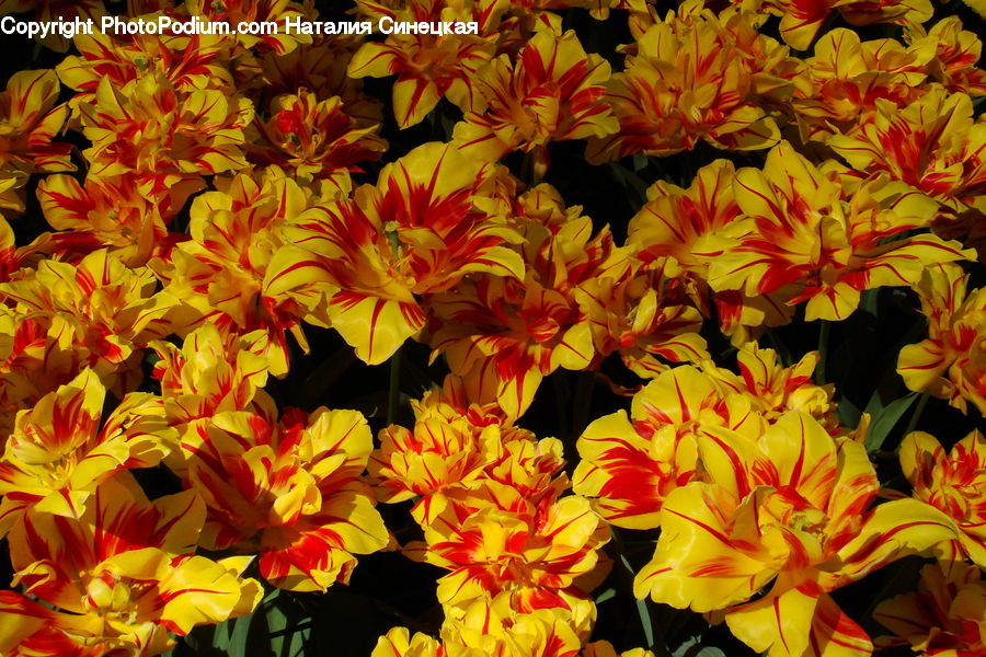 Blossom, Flora, Flower, Plant, Tulip, Dahlia, Flower Arrangement