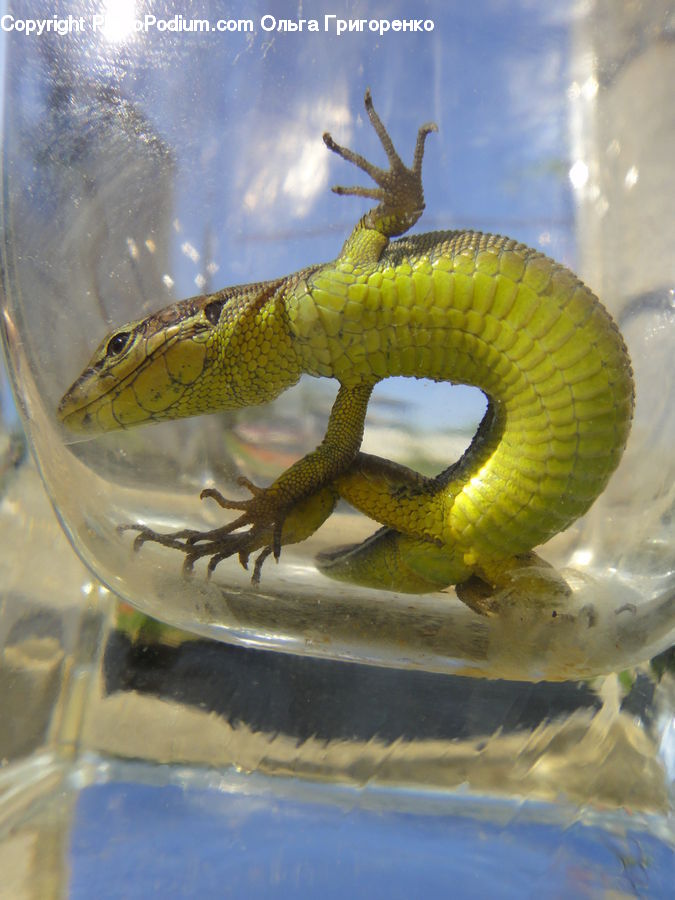 Mammal, Sea Life, Seahorse