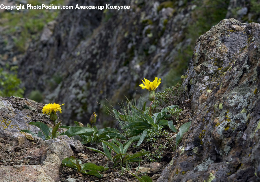 Apiaceae, Blossom, Plant, Flora, Flower, Asteraceae, Cliff