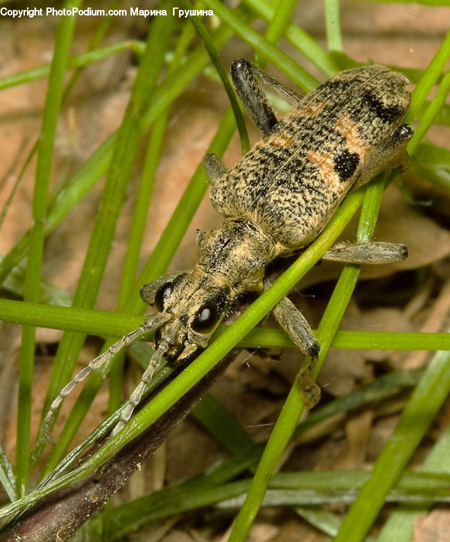 Amphibian, Frog, Wildlife, Cricket Insect, Grasshopper, Insect, Invertebrate