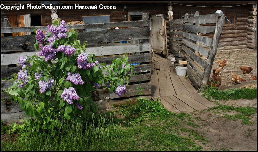 Blossom, Flower, Lilac, Plant, Vine, Potted Plant, Flora