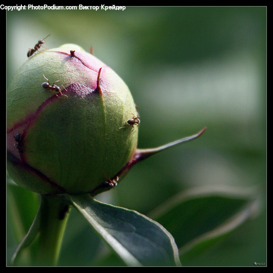 Blossom, Flower, Peony, Plant, Bud, Ant, Insect