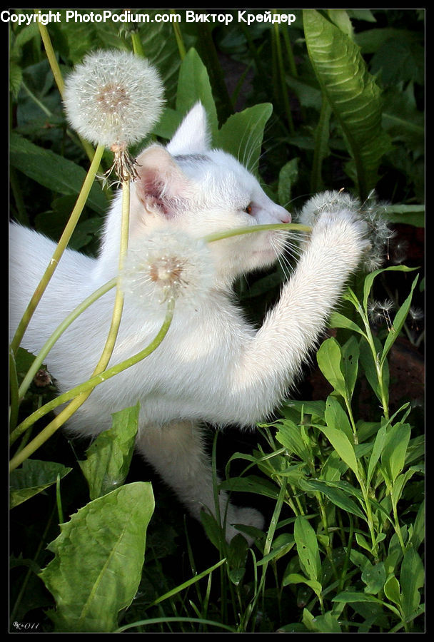 Plant, Blossom, Flora, Flower