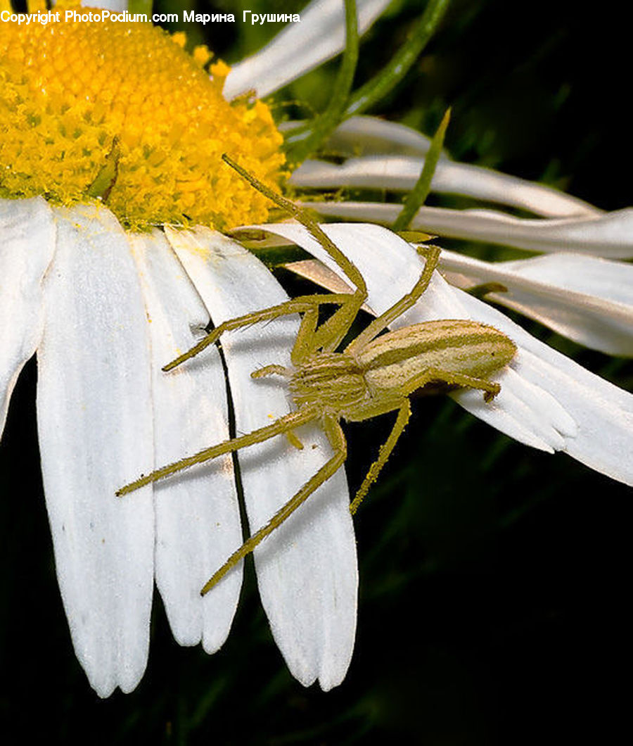 Cricket Insect, Grasshopper, Insect, Invertebrate, Daisies, Daisy, Flower