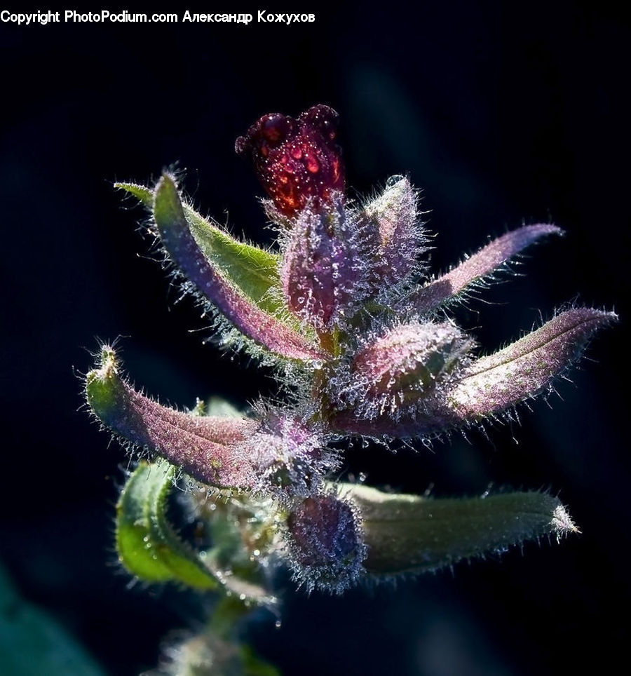 Bud, Plant, Blossom, Flora, Flower, Conifer, Fir