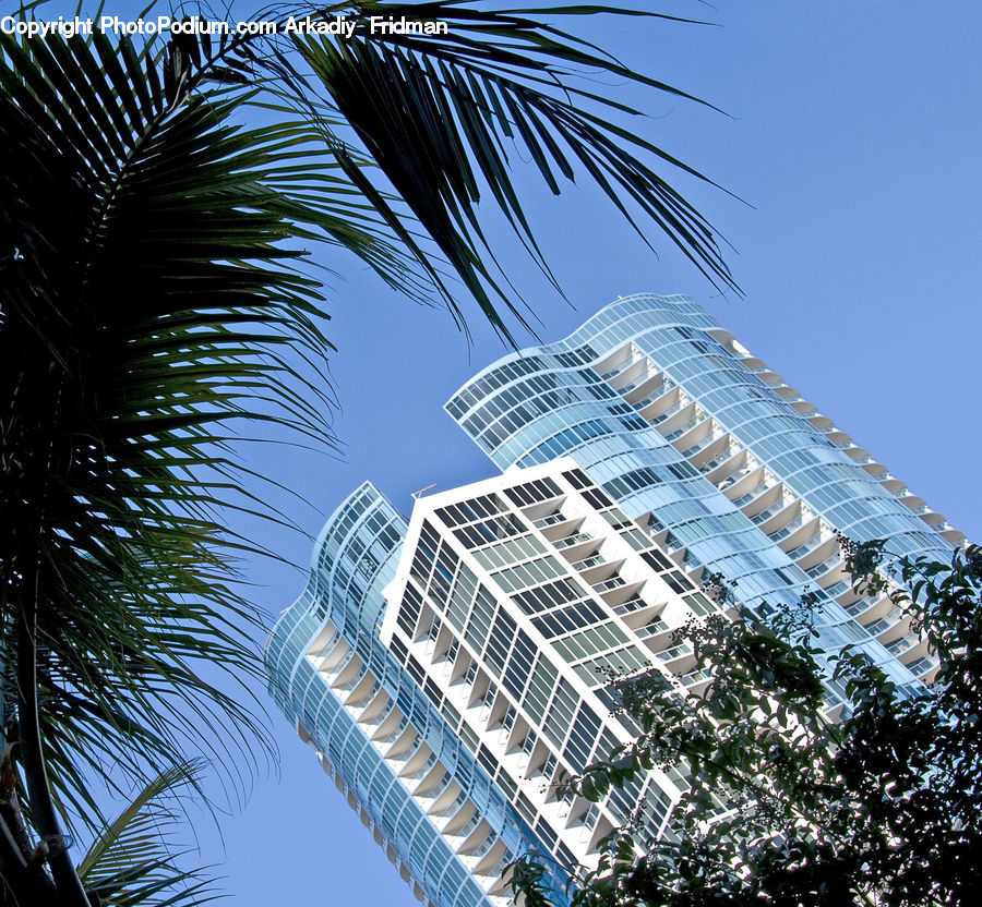 Building, Housing, City, High Rise, Palm Tree, Plant, Tree