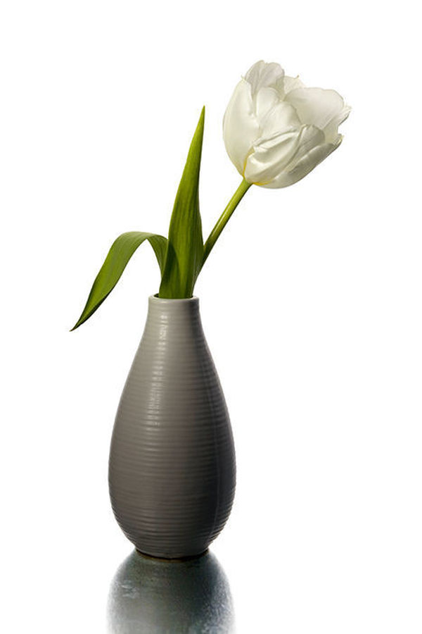 Blossom, Flora, Flower, Plant, Tulip, Jar, Porcelain