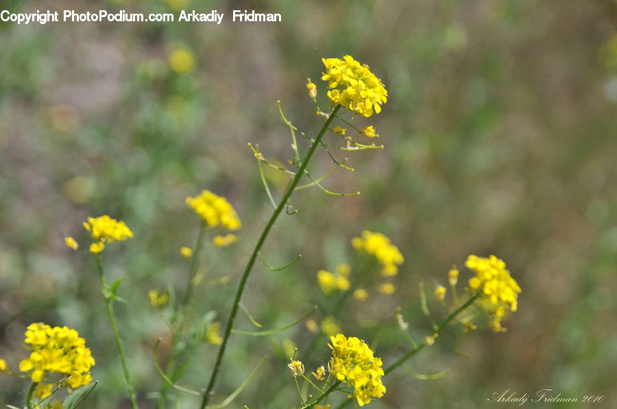 Dill, Plant, Flower, Mimosa, Blossom, Flora, Asteraceae