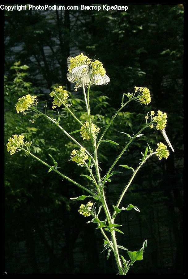 Apiaceae, Blossom, Plant, Flora, Flower, Geranium, Potted Plant