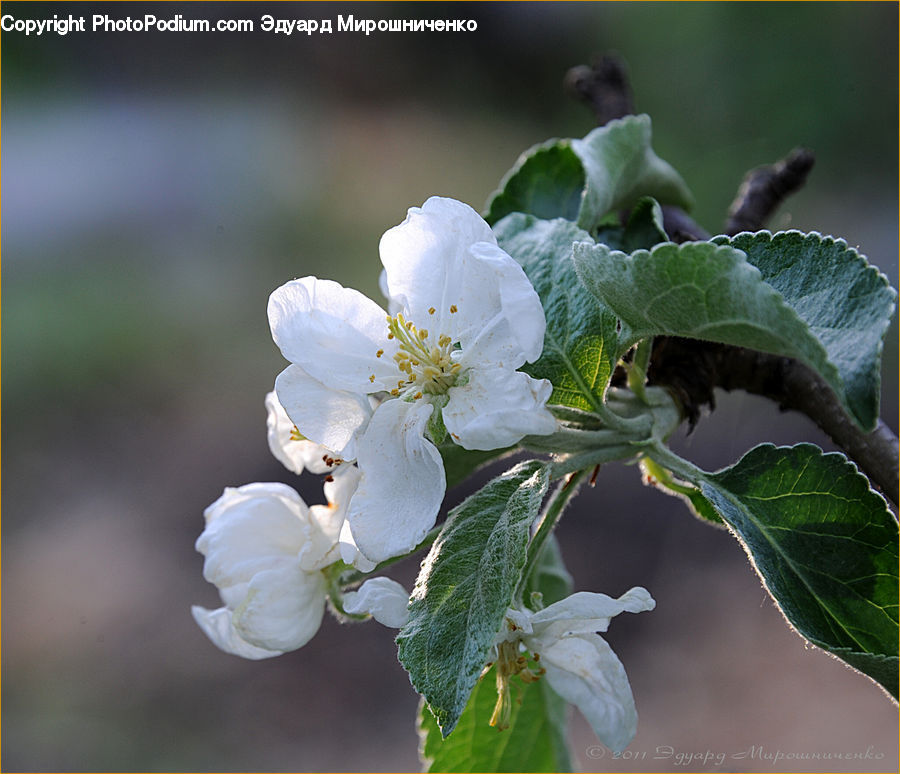 Blossom, Flora, Flower, Plant, Butterfly, Insect, Invertebrate