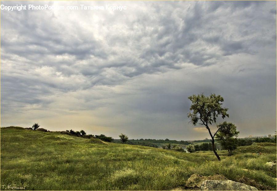 Plant, Tree, Field, Grass, Grassland, Land, Outdoors