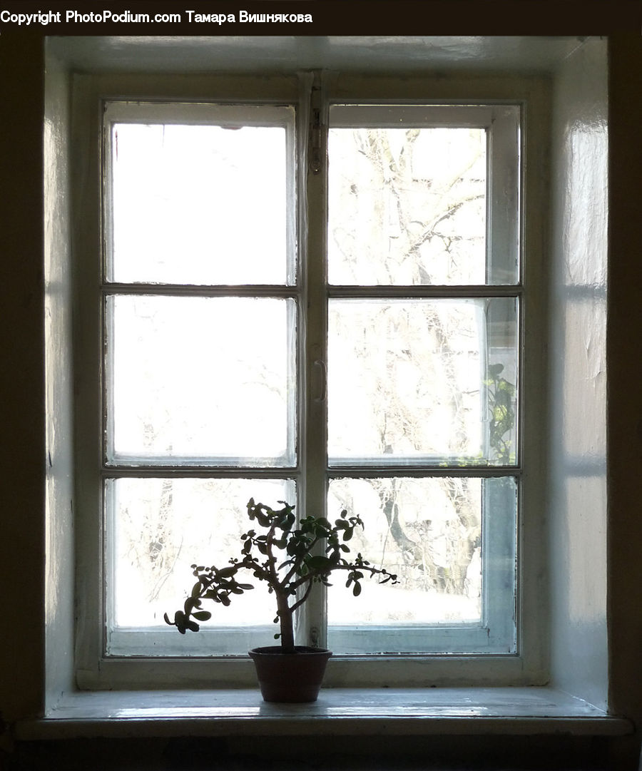 Window, Bonsai, Plant, Potted Plant, Tree