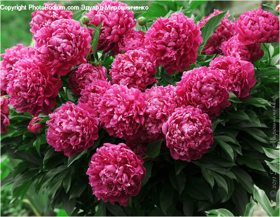 Blossom, Flower, Peony, Plant, Carnation, Flora, Flower Arrangement