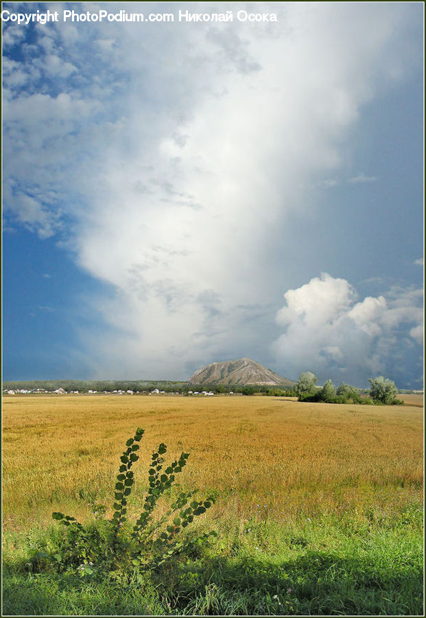 Field, Grass, Grassland, Land, Outdoors, Grain, Wheat