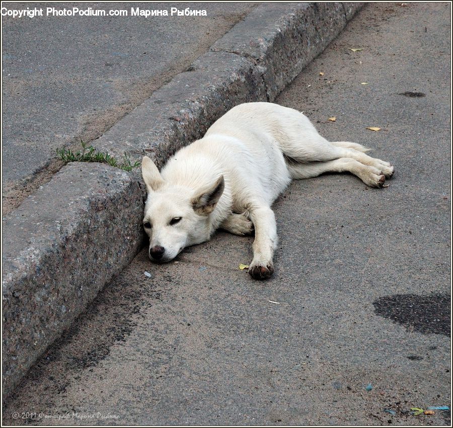 Animal, Canine, Dog, Husky, Mammal, Pet, Eskimo Dog