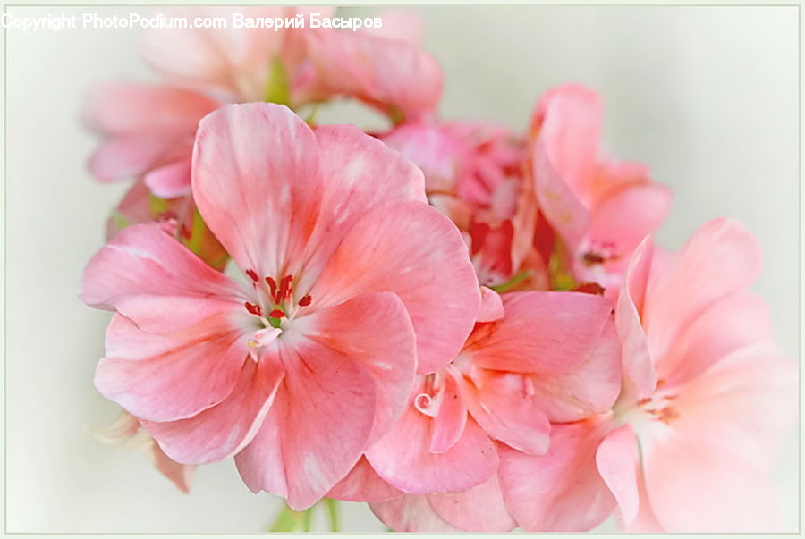 Blossom, Flora, Flower, Geranium, Plant