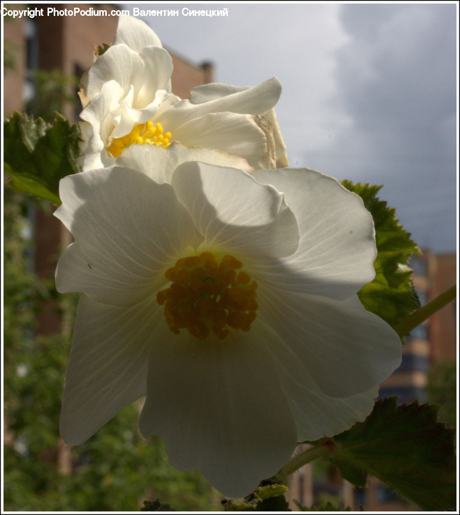 Flora, Flower, Gladiolus, Plant, Blossom, Daffodil, Geranium