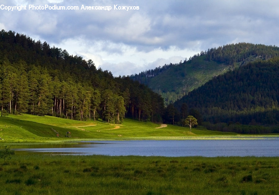 Field, Grass, Grassland, Land, Outdoors, Conifer, Fir