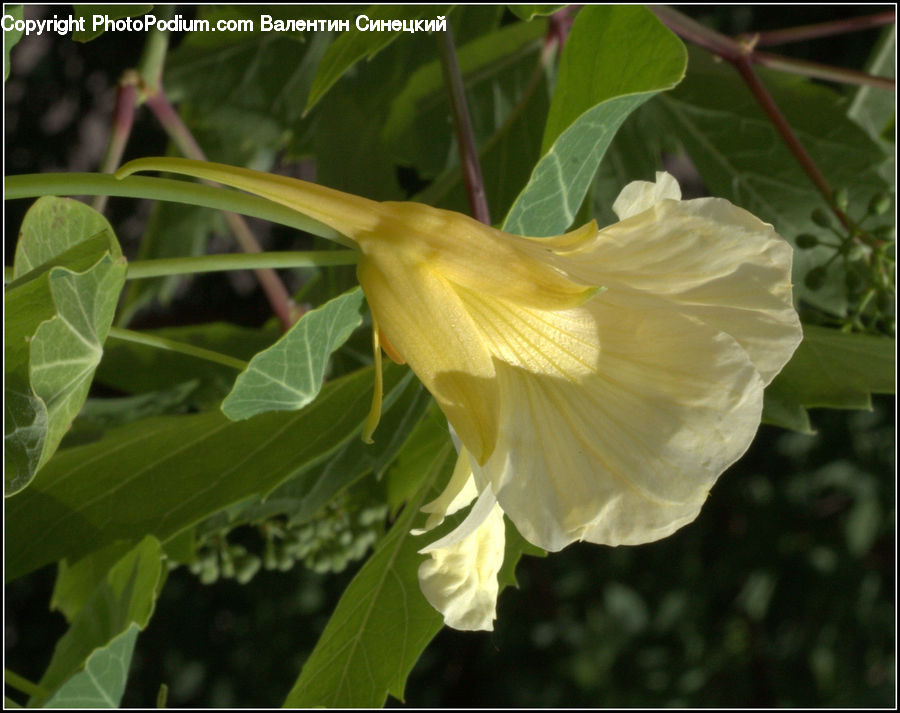 Flora, Flower, Hibiscus, Plant, Poppy, Blossom, Crocus