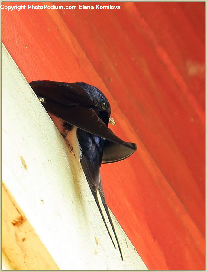 Bird, Swallow