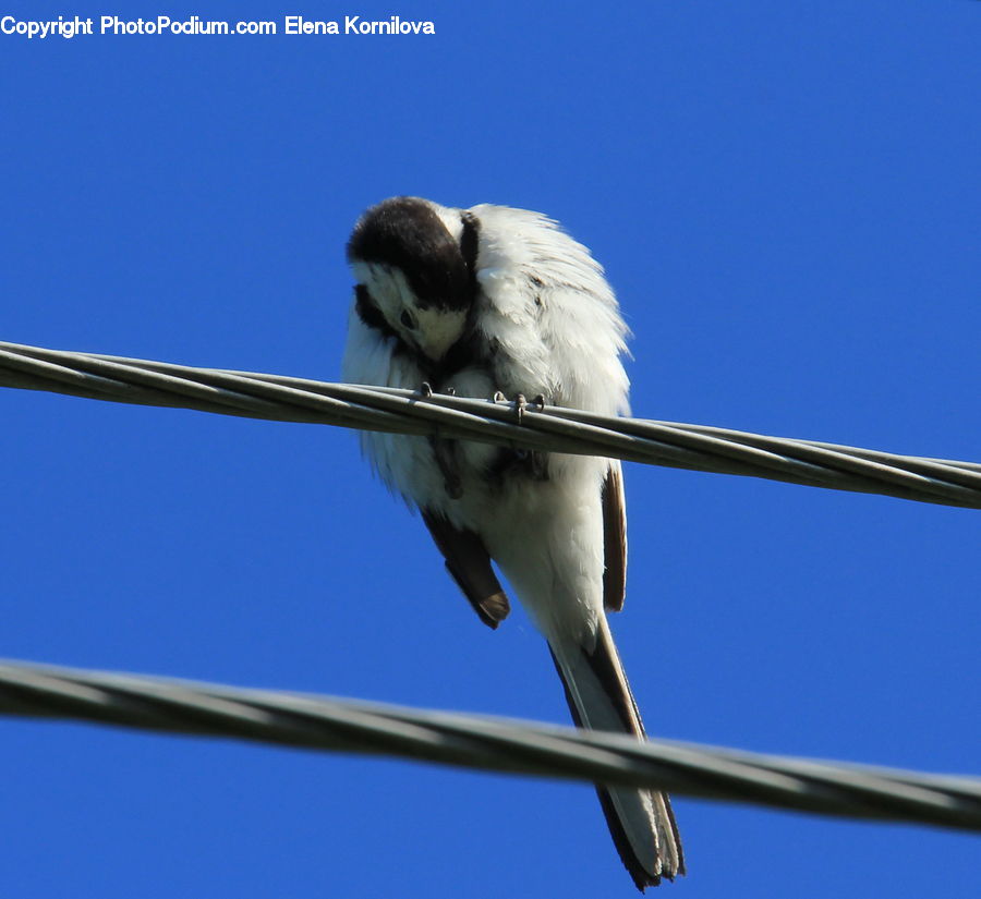 Bird, Swallow, Beak, Stork, Bee Eater, Blue Jay, Bluebird