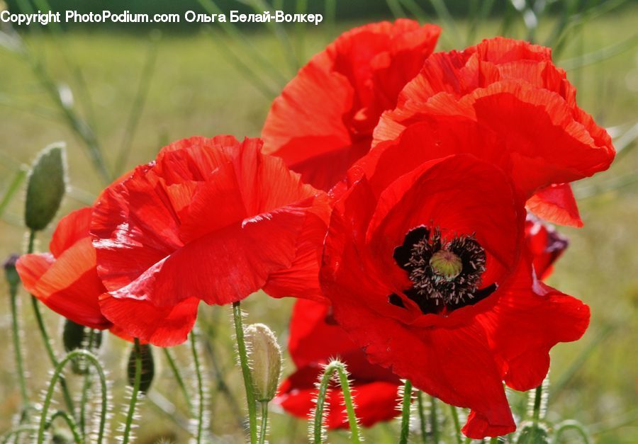 Blossom, Flora, Flower, Plant, Poppy, Carnation