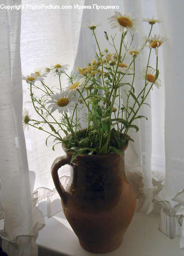 Plant, Potted Plant, Flower Arrangement, Ikebana, Vase, Floral Design, Flower