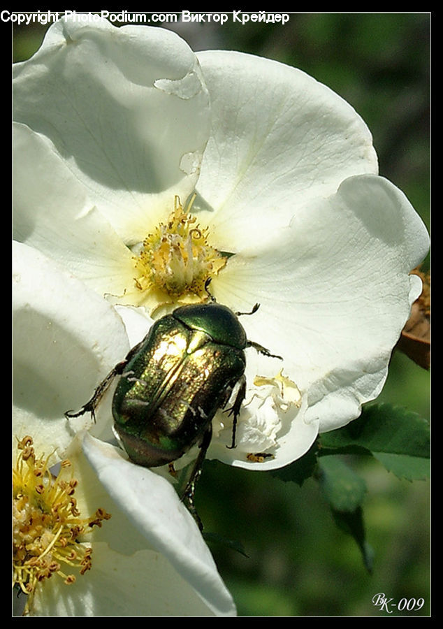 Bee, Insect, Invertebrate, Dung Beetle, Flora, Pollen, Andrena