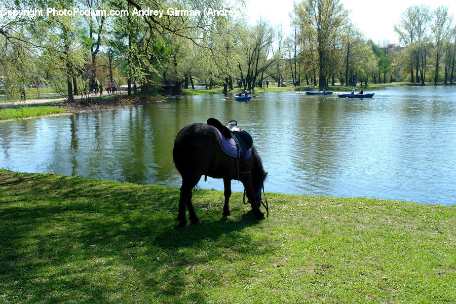 Animal, Horse, Mammal, Buffalo, Bull, Angus, Outdoors