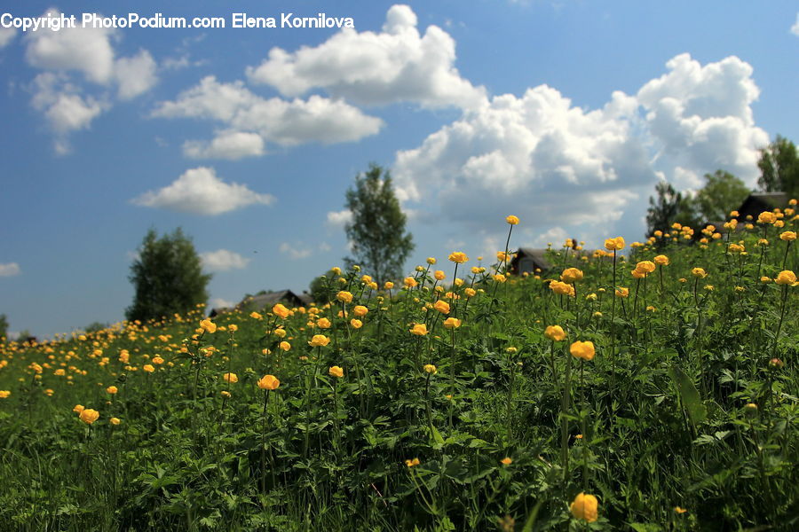 Field, Grass, Grassland, Meadow, Outdoors, Pasture, Forest