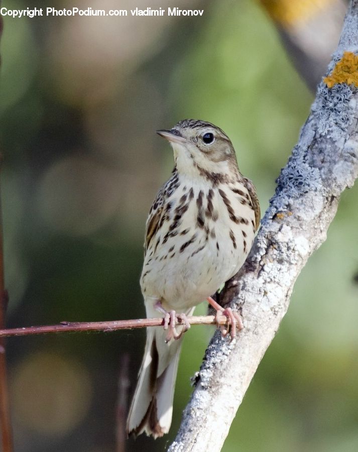 Bird, Sparrow, Finch, Anthus, Wren