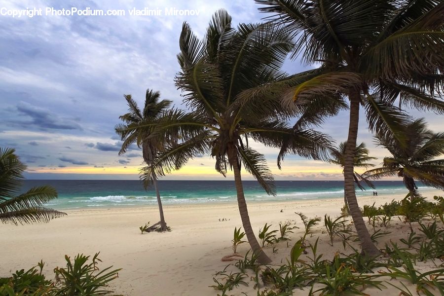 Beach, Coast, Outdoors, Sea, Water, Palm Tree, Plant