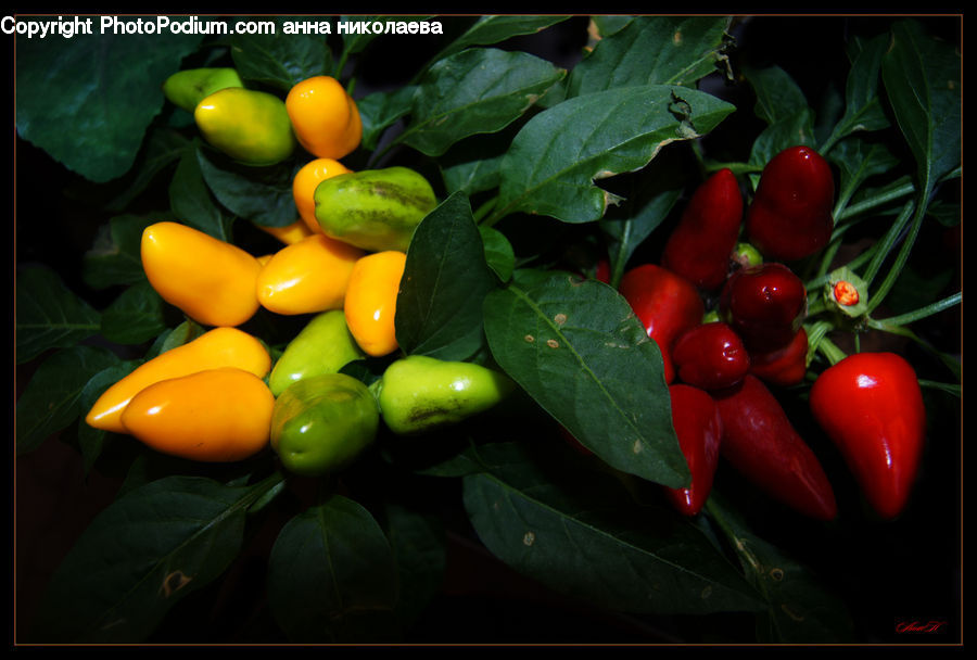 Bell Pepper, Pepper, Produce, Vegetable, Market, Cherry, Fruit