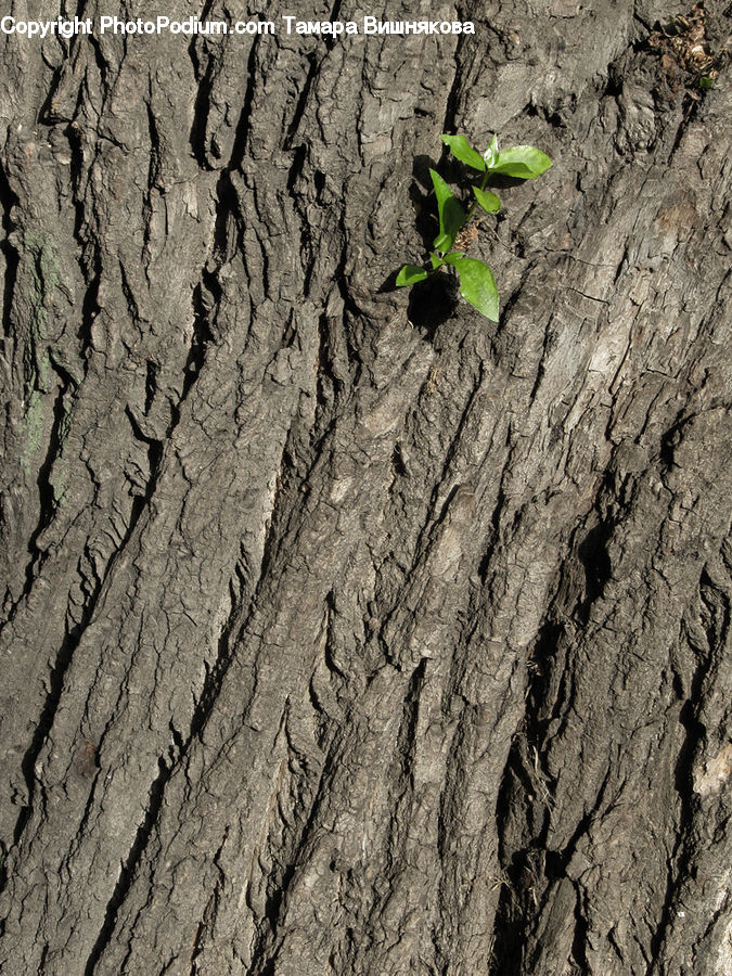 Soil, Plant, Ground, Oak, Tree, Wood, Sprout