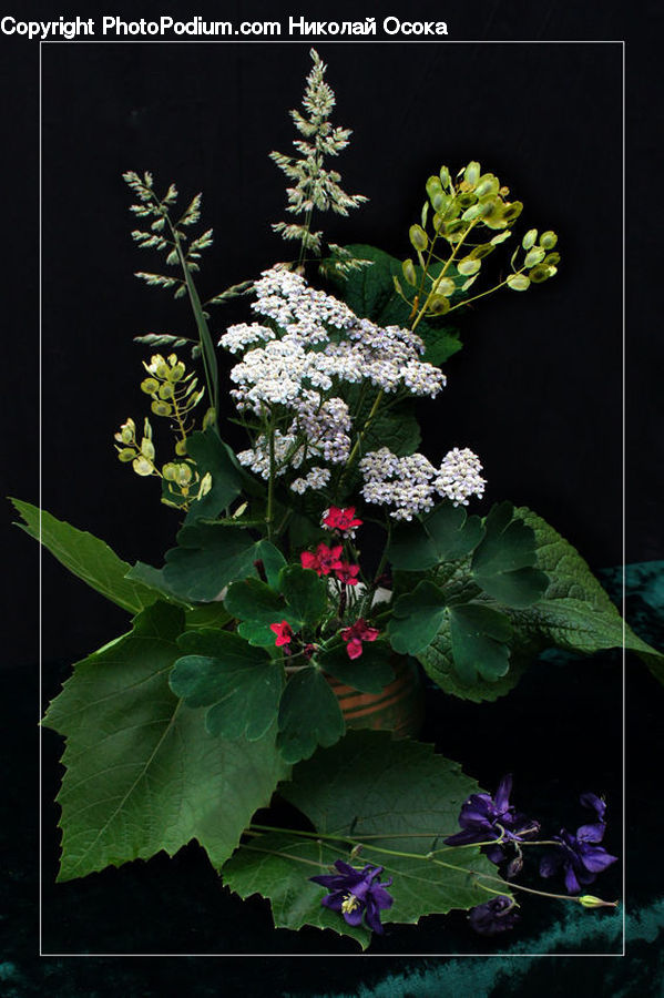 Plant, Potted Plant, Blossom, Flora, Flower, Violet, Geranium