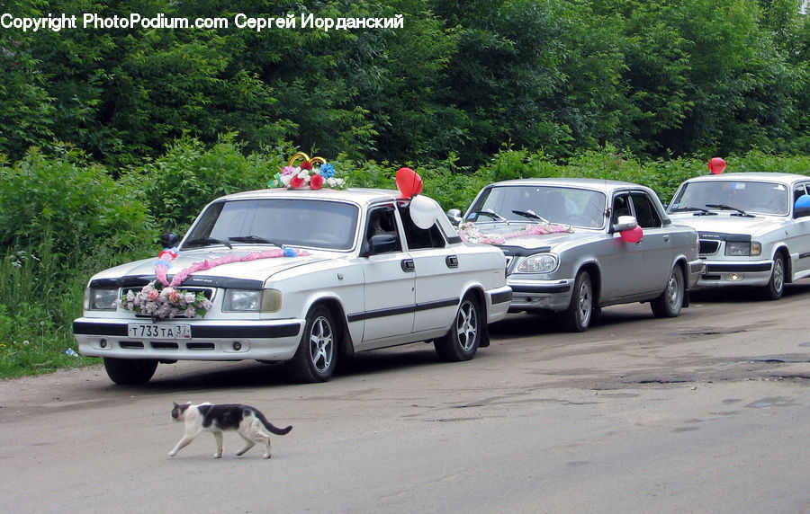Animal, Canine, Dog, Mammal, Pet, Car, Pickup Truck