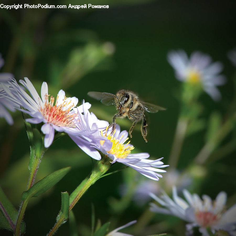 Bee, Insect, Invertebrate, Aster, Blossom, Flower, Plant