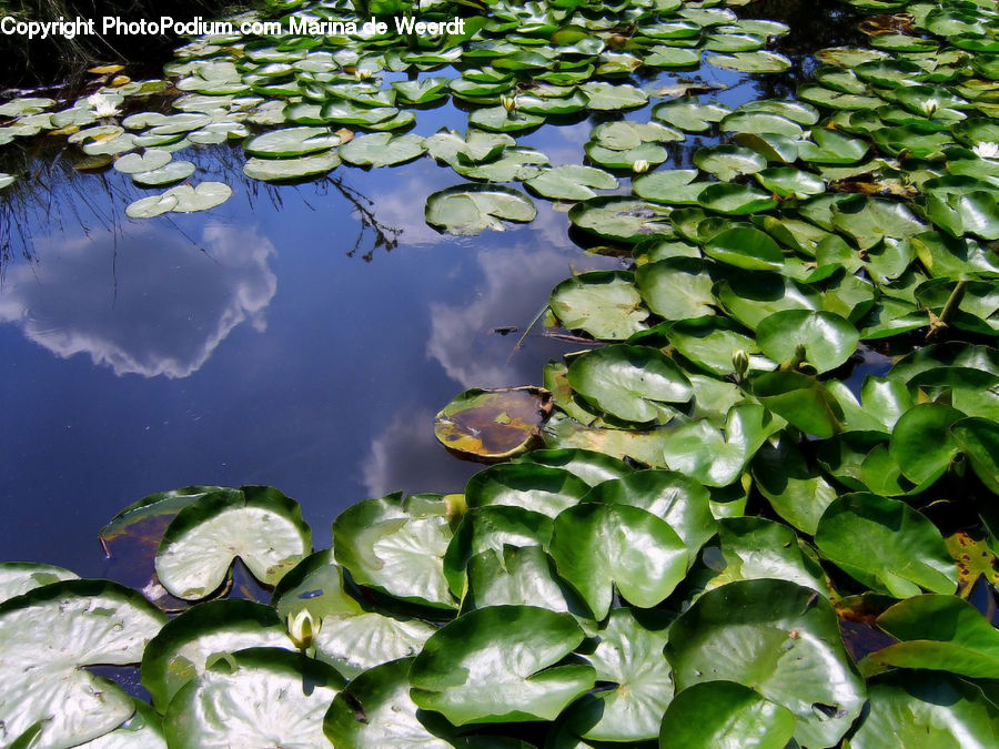 Flower, Lily, Plant, Pond Lily, Outdoors, Pond, Water
