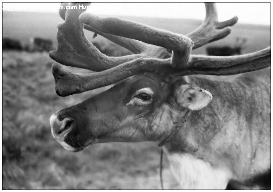 Angus, Animal, Bull, Mammal, Cattle, Longhorn