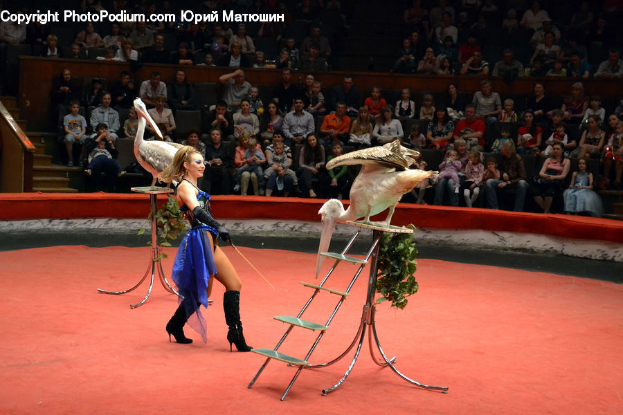 People, Person, Human, Plant, Potted Plant, Bird, Pelican