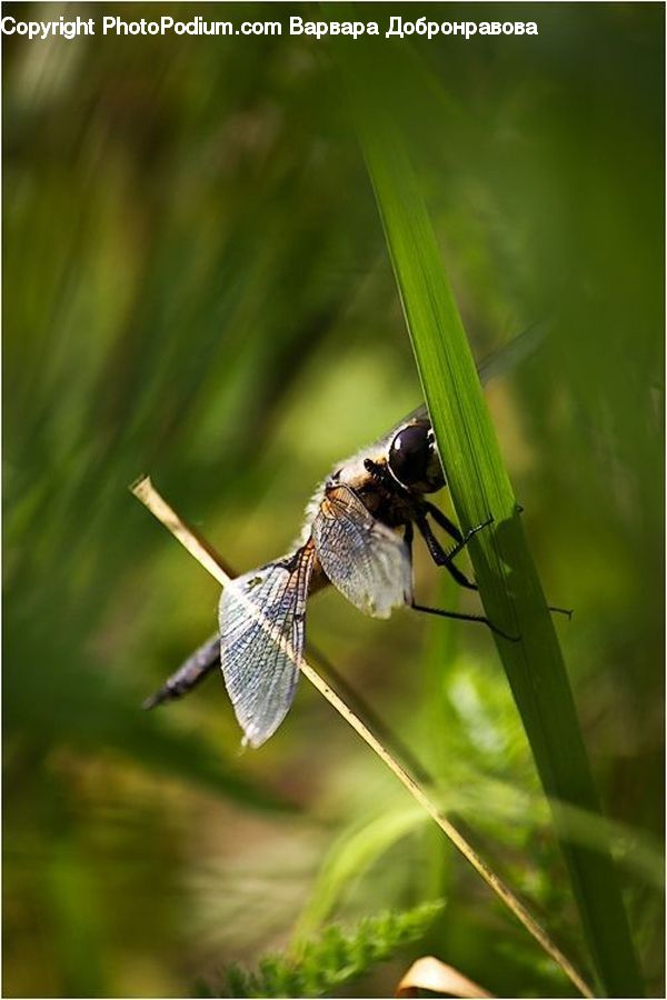 Anisoptera, Dragonfly, Insect, Invertebrate, Asilidae, Butterfly, Bee
