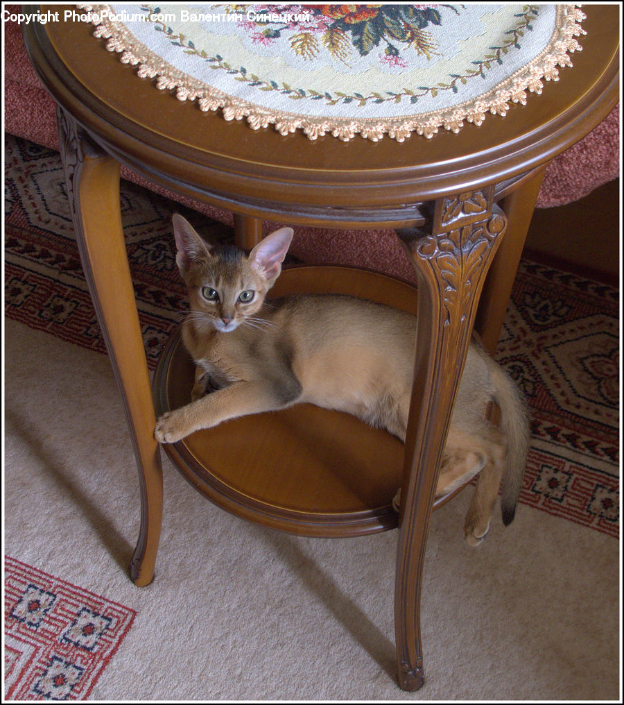 Furniture, Abyssinian, Animal, Cat, Mammal, Pet, Dining Room
