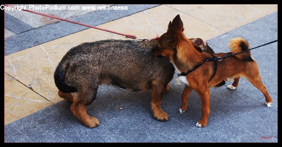 Animal, Canine, Dog, Mammal, Pet, Terrier, Chihuahua