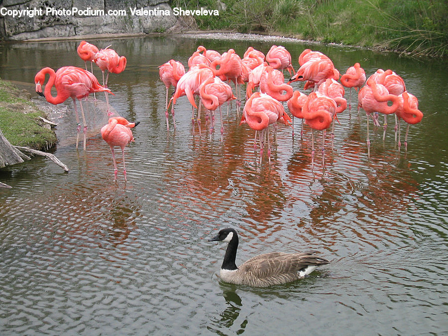 Bird, Flamingo, Flock, Waterfowl, Goose