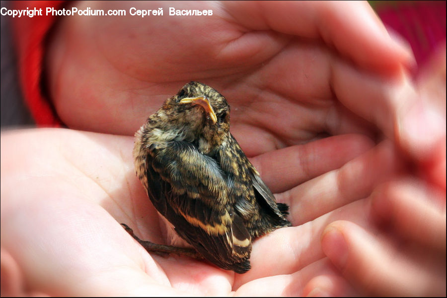 Bee, Insect, Invertebrate, Beak, Bird, Finger, Hand