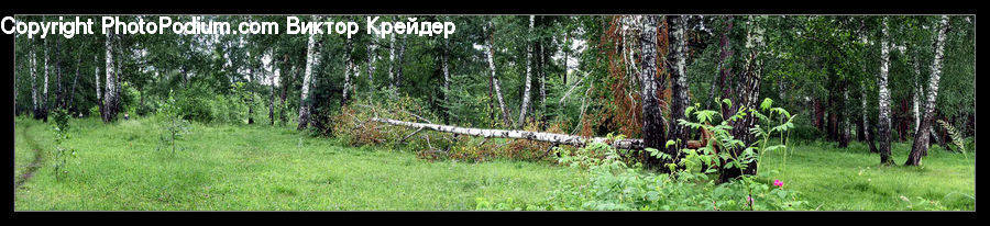 Forest, Vegetation, Birch, Tree, Wood, Grove, Land