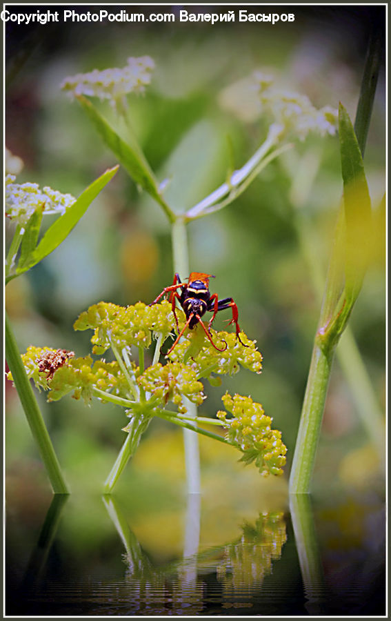 Dill, Plant, Insect, Invertebrate, Bee, Hornet, Wasp