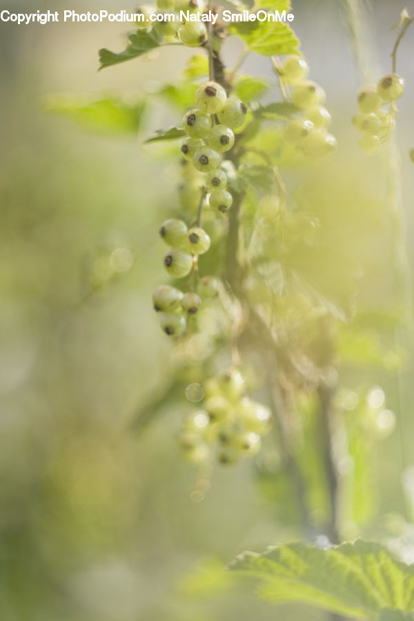 Fruit, Grapes, Blossom, Flower, Lilac, Plant, Flora